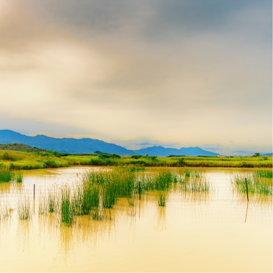 shutterstock_2522252903